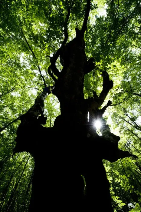 Framed Print : European beech tree (Fagus sylvatica) silhouetted in a pristine forest near the river Lepenjica Framed Print : European beech tree (Fagus sylvatica) silhouetted in a pristine forest near the river Lepenjica
