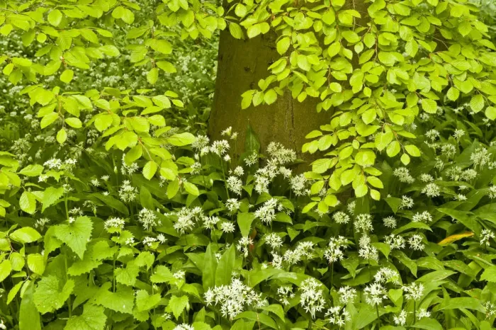 Framed Print : European beech tree (Fagus sylvatica) and undergrowth including Wild garlic (Allium Framed Print : European beech tree (Fagus sylvatica) and undergrowth including Wild garlic (Allium