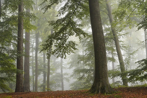 European beech trees (Fagus sylvatica) in autumn mist, Retz Forest, Aisne, Picardy