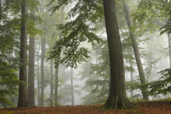 Framed Print : European beech trees (Fagus sylvatica) in autumn mist, Retz Forest, Aisne, Picardy Framed Print : European beech trees (Fagus sylvatica) in autumn mist, Retz Forest, Aisne, Picardy
