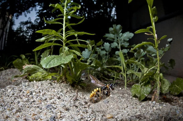 European beewolf (Philanthus triangulum) flying, carrying paralysed bee to nest, Budapest, Hungary