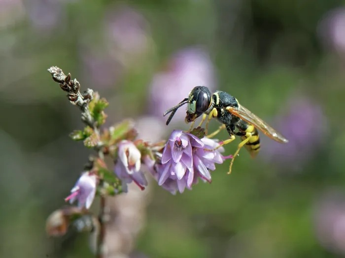Framed Print : European beewolf (Philanthus triangulum) male, resting on Heather (Calluna vulgaris) flowers, Dorset, England, UK. September Framed Print : European beewolf (Philanthus triangulum) male, resting on Heather (Calluna vulgaris) flowers, Dorset, England, UK. September