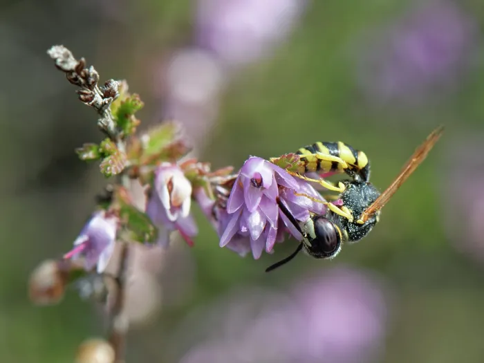 Framed Print : European beewolf (Philanthus triangulum) male nectaring on Heather (Calluna vulgaris) flowers, Dorset, England, UK. September Framed Print : European beewolf (Philanthus triangulum) male nectaring on Heather (Calluna vulgaris) flowers, Dorset, England, UK. September