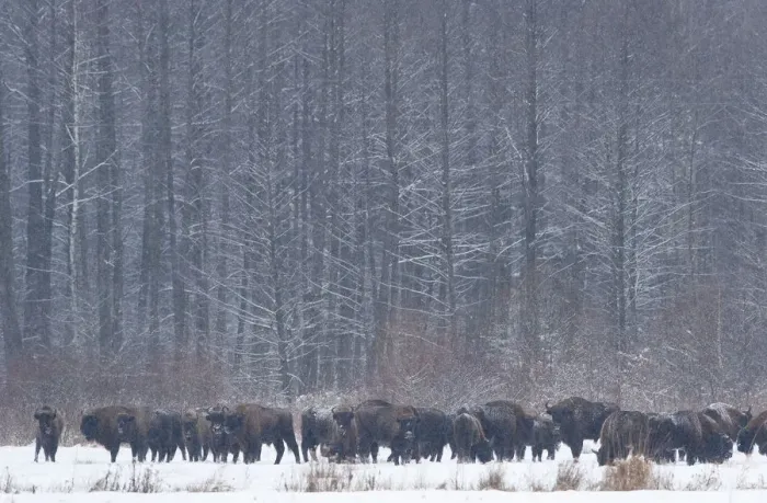 Framed Print : European bison (Bison bonasus) in agricultural field, Bialowieza NP, Poland, February Framed Print : European bison (Bison bonasus) in agricultural field, Bialowieza NP, Poland, February