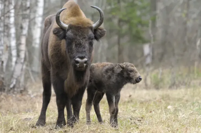 Framed Print : European Bison (Bison bonasus) calf and mother portrait Framed Print : European Bison (Bison bonasus) calf and mother portrait