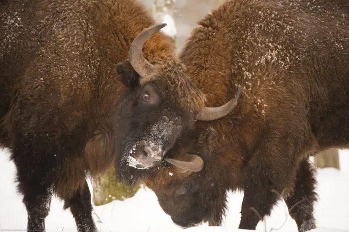 Framed Print : Two European bison (Bison bonasus) fighting, Bialowieza NP, Poland, February 2009 Framed Print : Two European bison (Bison bonasus) fighting, Bialowieza NP, Poland, February 2009