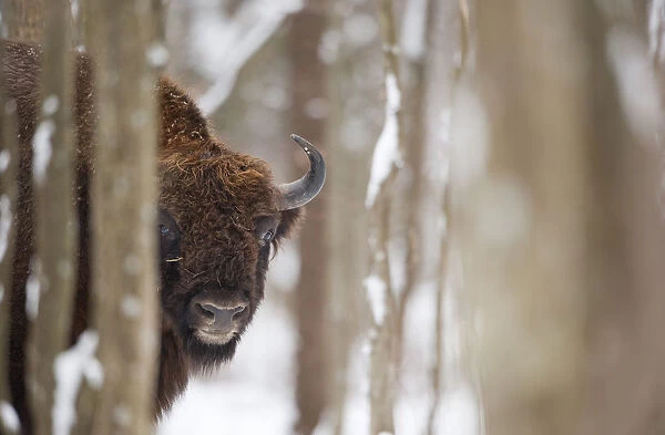 European bison (Bison bonasus) in forest, Bialowieza NP, Poland, February 2009