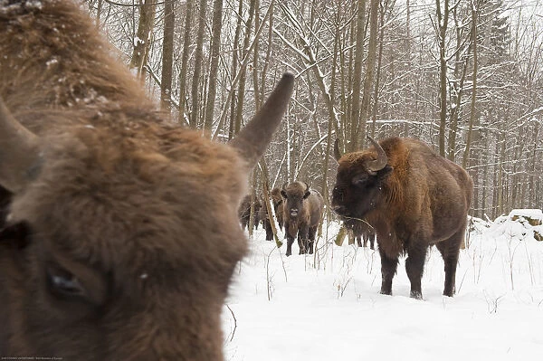 European bison (Bison bonasus) gathering at feeding site, Bialowieza NP, Poland
