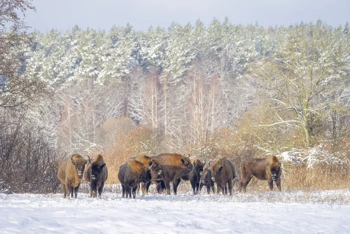 Framed Print : European bison (Bison bonasus) herd in agricultural field covered with snow near forest, Bialowieza Forest UNESCO World Heritage Site, Poland. December Framed Print : European bison (Bison bonasus) herd in agricultural field covered with snow near forest, Bialowieza Forest UNESCO World Heritage Site, Poland. December