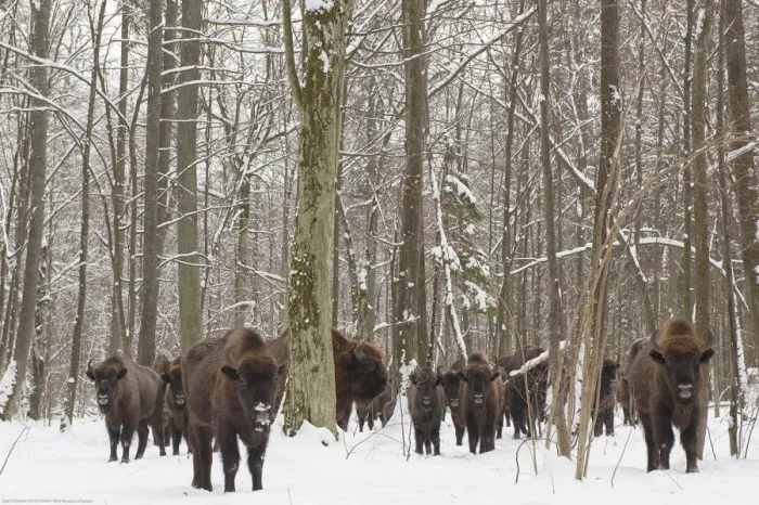 Framed Print : European bison (Bison bonasus) herd gathering at winter feeding site, Bialowieza NP Framed Print : European bison (Bison bonasus) herd gathering at winter feeding site, Bialowieza NP