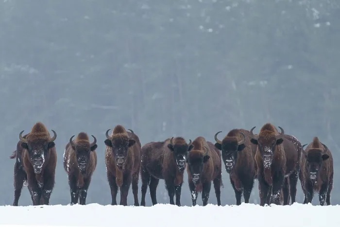 Framed Print : European bison (Bison bonasus) herd standing in a line snowy field with forest behind, Bialowieza Forest UNESCO World Heritage Site, Poland. December Framed Print : European bison (Bison bonasus) herd standing in a line snowy field with forest behind, Bialowieza Forest UNESCO World Heritage Site, Poland. December