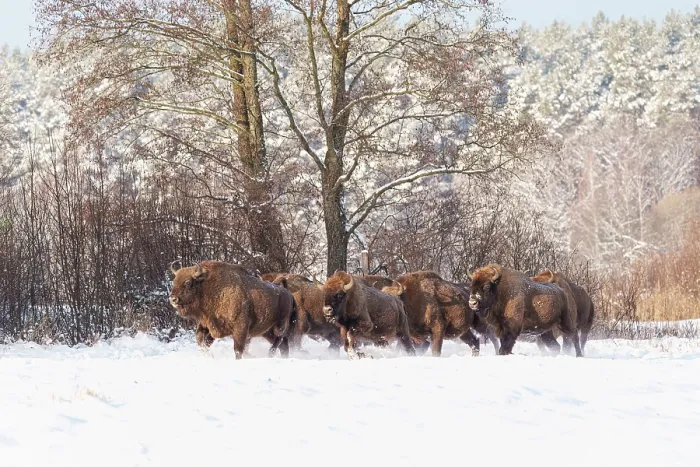Framed Print : European bison (Bison bonasus) herd walking through snowy field, Bialowieza Forest UNESCO World Heritage Site, Poland. December Framed Print : European bison (Bison bonasus) herd walking through snowy field, Bialowieza Forest UNESCO World Heritage Site, Poland. December