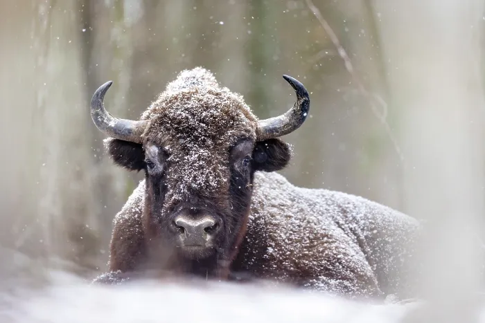 Framed Print : European bison (Bison bonasus) resting in falling snow, Bialowieza Forest, Bialowieza National Park, Poland. February Framed Print : European bison (Bison bonasus) resting in falling snow, Bialowieza Forest, Bialowieza National Park, Poland. February