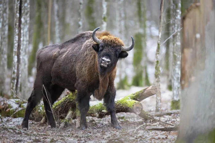 Framed Print : European bison (Bison bonasus) scratching against a tree trunk in forest, Bialowieza Forest / Bialowieza National Park, Poland. February Framed Print : European bison (Bison bonasus) scratching against a tree trunk in forest, Bialowieza Forest / Bialowieza National Park, Poland. February