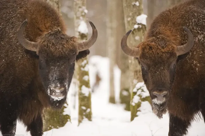 Framed Print : Two European bison (Bison bonasus) in snow, Bialowieza forest, Poland, February 2009 Framed Print : Two European bison (Bison bonasus) in snow, Bialowieza forest, Poland, February 2009