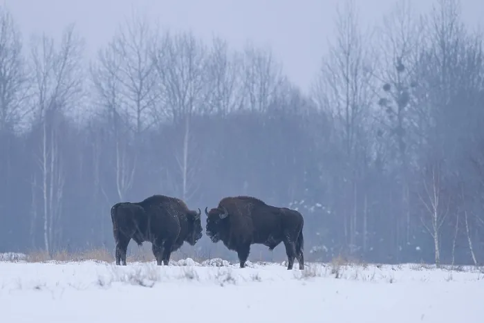 Framed Print : Two European bison (Bison bonasus) standing face to face in snowy field, Bialowieza Forest UNESCO World Heritage Site, Poland. December Framed Print : Two European bison (Bison bonasus) standing face to face in snowy field, Bialowieza Forest UNESCO World Heritage Site, Poland. December