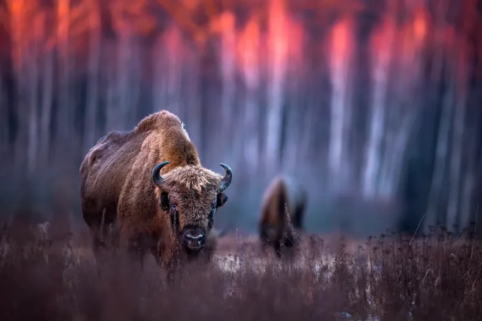 Framed Print : European bison (Bison bonasus) standing in grassland at edge of forest at sunset, Bialowieza Forest, Bialowieza National Park, Poland Framed Print : European bison (Bison bonasus) standing in grassland at edge of forest at sunset, Bialowieza Forest, Bialowieza National Park, Poland