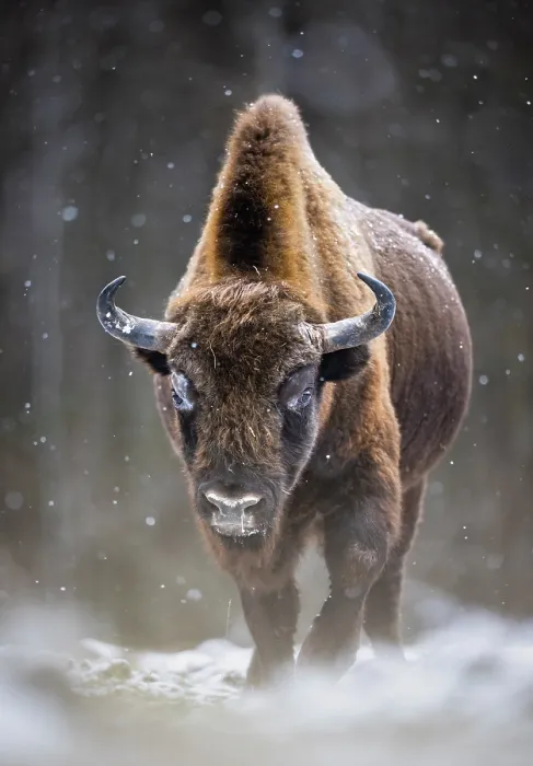 Framed Print : European bison (Bison bonasus) walking through forest in snow Bialowieza Forest, Bialowieza National Park, Poland. February Framed Print : European bison (Bison bonasus) walking through forest in snow Bialowieza Forest, Bialowieza National Park, Poland. February