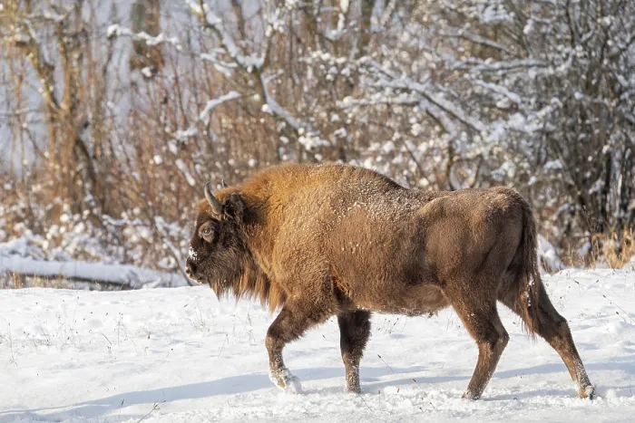 Framed Print : European bison (Bison bonasus) walking through snowy field, Bialowieza Forest UNESCO World Heritage Site, Poland. December Framed Print : European bison (Bison bonasus) walking through snowy field, Bialowieza Forest UNESCO World Heritage Site, Poland. December