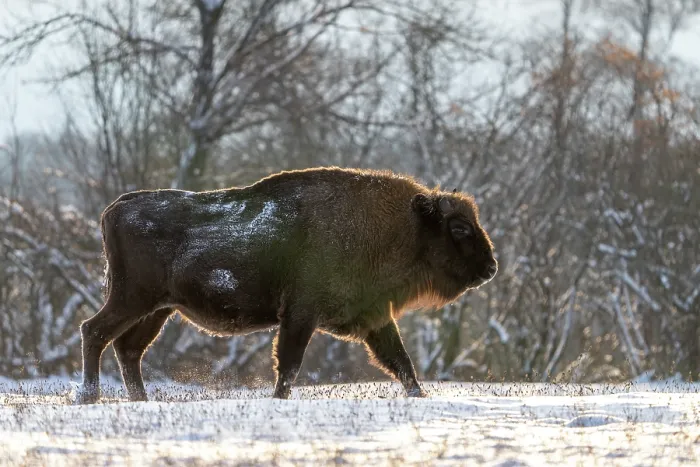 Framed Print : European bison (Bison bonasus) walking through snowy field, Bialowieza Forest UNESCO World Heritage Site, Poland. December Framed Print : European bison (Bison bonasus) walking through snowy field, Bialowieza Forest UNESCO World Heritage Site, Poland. December