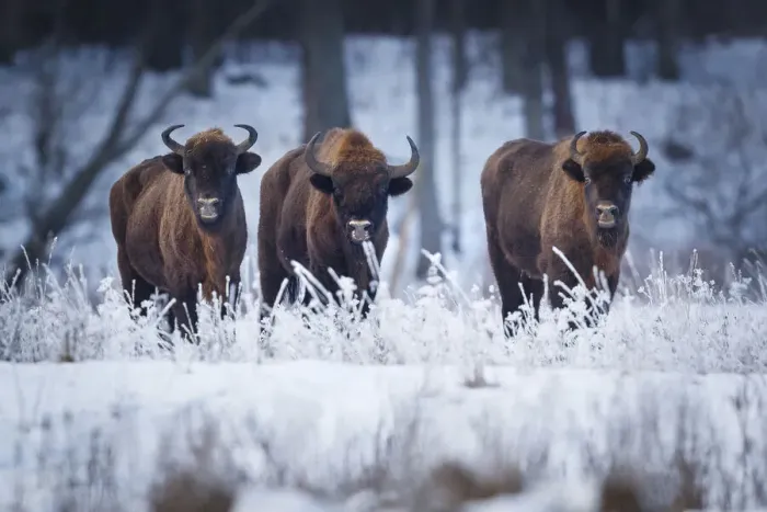 Framed Print : European Bison (Bison bonasus) in winter, Białowieza National Park, Poland. January Framed Print : European Bison (Bison bonasus) in winter, Białowieza National Park, Poland. January