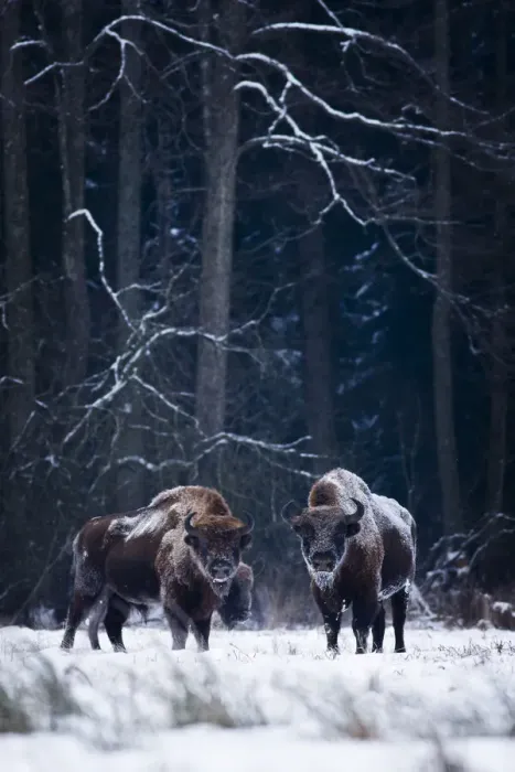 Framed Print : European Bison (Bison bonasus) in winter, Biaowieza National Park, Poland. January Framed Print : European Bison (Bison bonasus) in winter, Biaowieza National Park, Poland. January