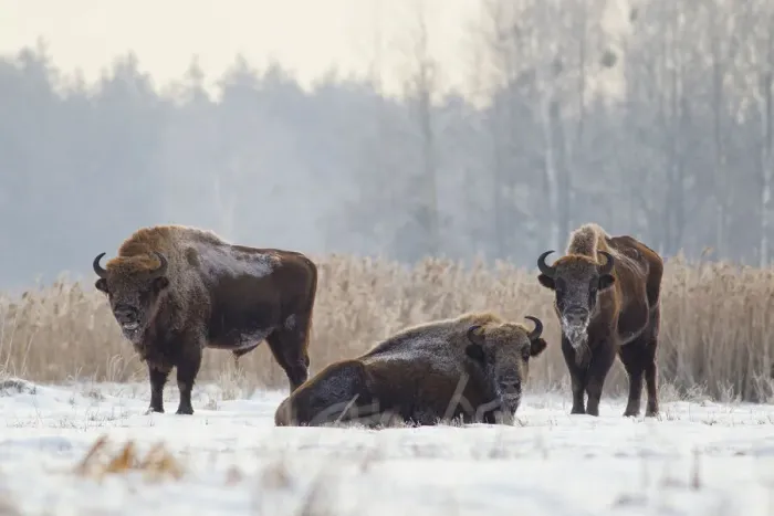 Framed Print : European Bison (Bison bonasus) in winter, Biaowieza National Park, Poland. January Framed Print : European Bison (Bison bonasus) in winter, Biaowieza National Park, Poland. January