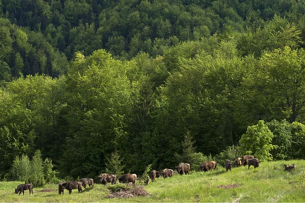 European bison  /  Wisent (Bison bonasus) herd released into the Tarcu mountains nature reserve