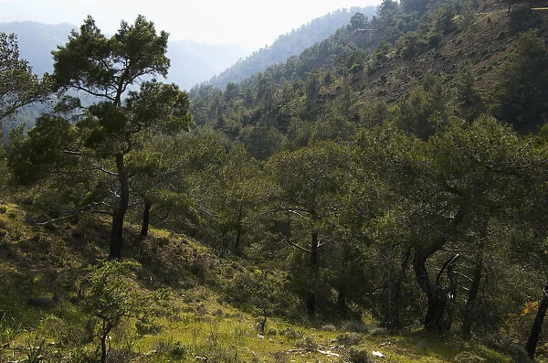 European black pine forest (Pinus nigra) Trodoos mountains, Cyprus, May 2009