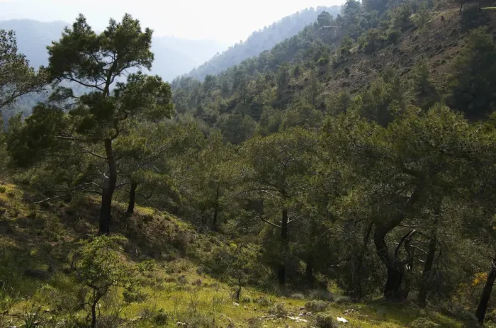 Framed Print : European black pine forest (Pinus nigra) Trodoos mountains, Cyprus, May 2009 Framed Print : European black pine forest (Pinus nigra) Trodoos mountains, Cyprus, May 2009