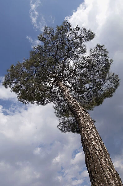 European black pine (Pinus nigra) Trodoos mountains, Cyprus, May 2009