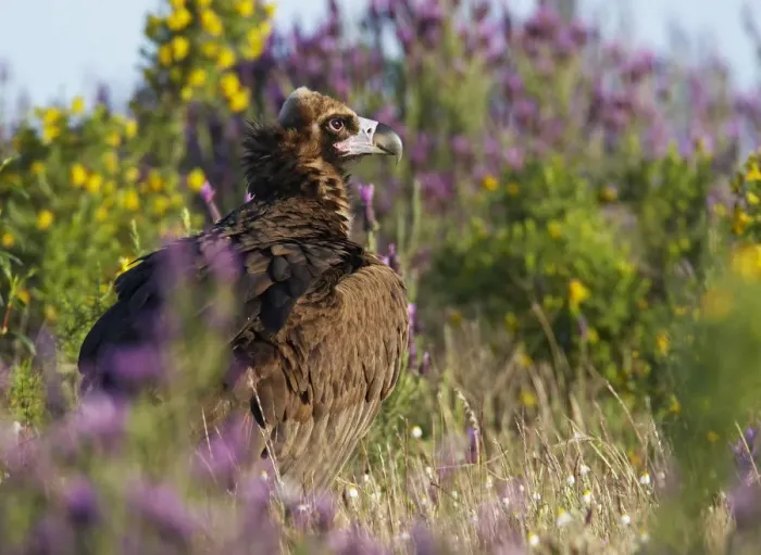 Framed Print : European black vulture (Aegyptus monacha) amongst flowers, Extremadura, Spain, April 2009 Framed Print : European black vulture (Aegyptus monacha) amongst flowers, Extremadura, Spain, April 2009