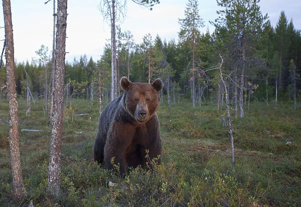 European brown bear (Ursos arctos) Kuhmo, Finland, July 2009