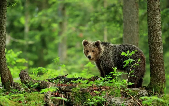 Framed Print : European brown bear (Ursos arctos) standing in forest, Dinaric Alps, Slovenia. May Framed Print : European brown bear (Ursos arctos) standing in forest, Dinaric Alps, Slovenia. May