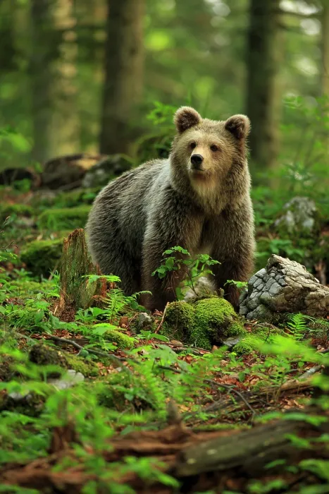 Framed Print : European brown bear (Ursos arctos) standing in forest, Dinaric Alps, Slovenia. May Framed Print : European brown bear (Ursos arctos) standing in forest, Dinaric Alps, Slovenia. May