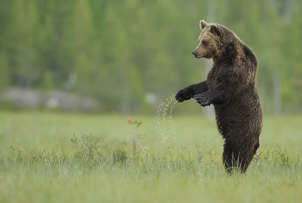 European brown bear (Ursus arctos) standing on hind legs with water dipping from paws