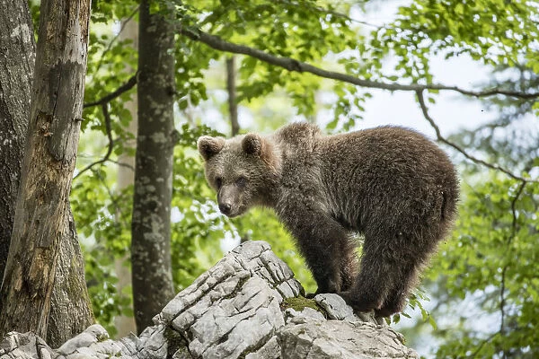 European brown bear (Ursus arctos), juvenile standing on rocks in the Karst forest