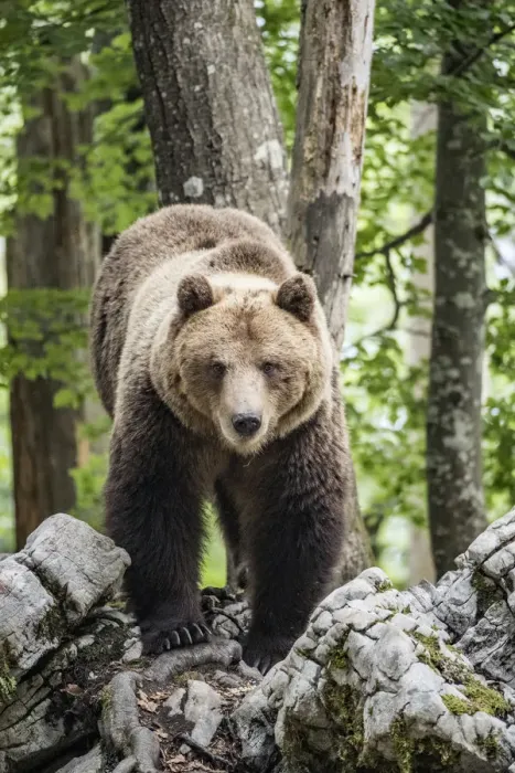 Framed Print : European brown bear (Ursus arctos), alpha male in Karst forest, Notranjska, Slovenia