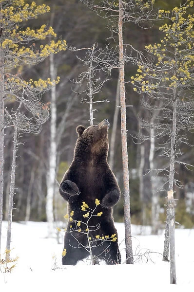 European brown bear (Ursus arctos) scratching up against tree in snow, Finland, April