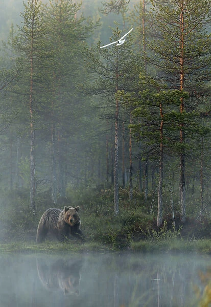 European Brown Bear (Ursus arctos) reflected in forest pond in evening mist, Finland