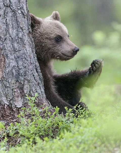 European brown bear (Ursus arctos arctos) young cub, northern Finland, July