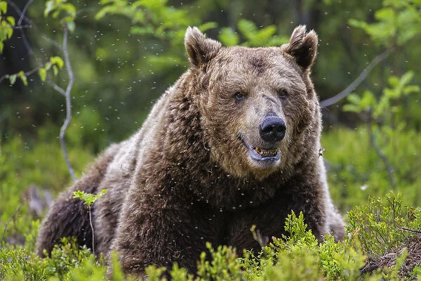 European Brown Bear (Ursus arctos arctos), a large male taking a rest in a cloud of mosquitoes