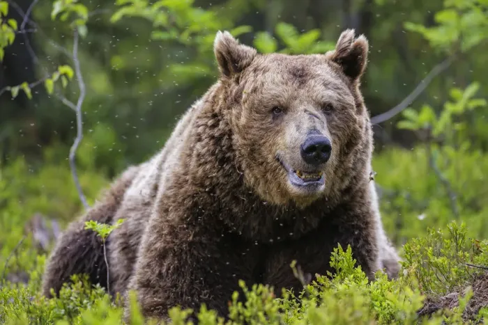Framed Print : European Brown Bear (Ursus arctos arctos), a large male taking a rest in a cloud of mosquitoes Framed Print : European Brown Bear (Ursus arctos arctos), a large male taking a rest in a cloud of mosquitoes