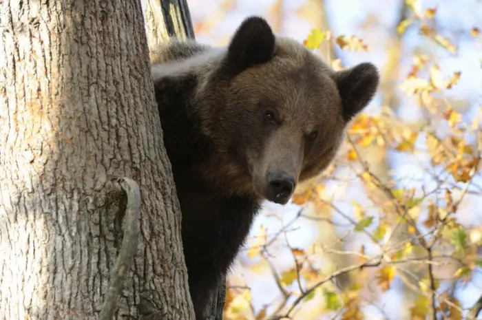 Framed Print : European brown bear (Ursus arctos) looking down from tree, captive, Private Bear Park Framed Print : European brown bear (Ursus arctos) looking down from tree, captive, Private Bear Park