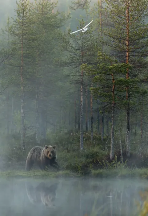 Framed Print : European Brown Bear (Ursus arctos) reflected in forest pond in evening mist, Finland Framed Print : European Brown Bear (Ursus arctos) reflected in forest pond in evening mist, Finland