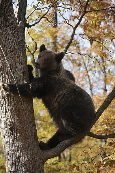 European brown bear (Ursus arctos) in tree, captive, Private Bear Park, near Brasov