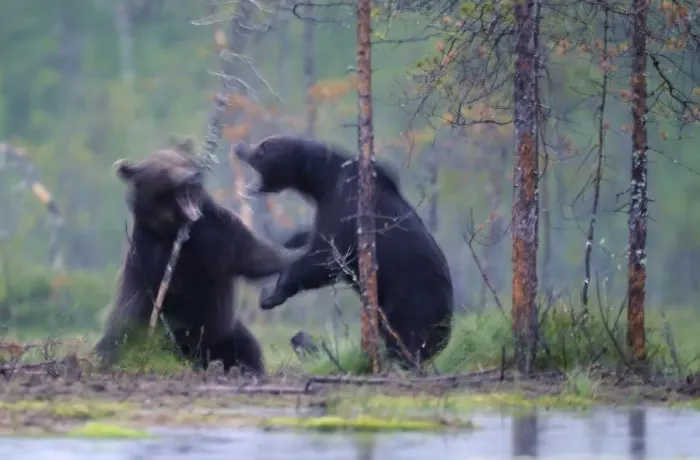 Framed Print : Two European brown bears (Ursus arctos) fighting, Kuhmo, Finland, July 2009 Framed Print : Two European brown bears (Ursus arctos) fighting, Kuhmo, Finland, July 2009