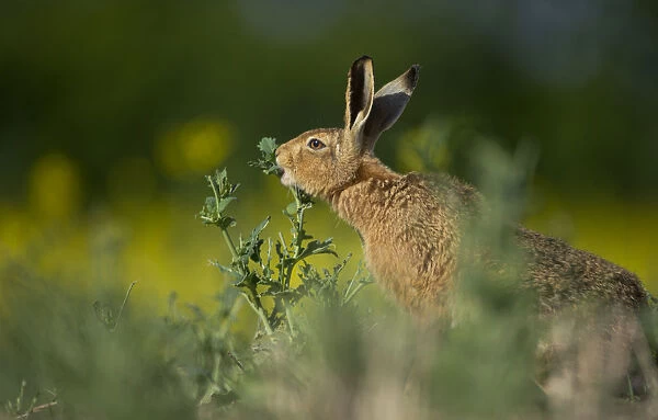 European brown hare (Lepus europaeus) adult feeding on fringes of rapeseed field