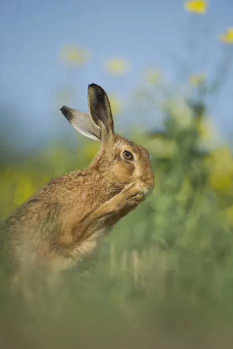 Framed Print : European brown hare (Lepus europaeus) adult grooming beside field of rapeseed, Hope Framed Print : European brown hare (Lepus europaeus) adult grooming beside field of rapeseed, Hope