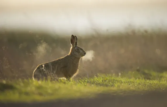 Framed Print : European brown hare (Lepus europaeus) adult male, his breath backlit, takes a break Framed Print : European brown hare (Lepus europaeus) adult male, his breath backlit, takes a break